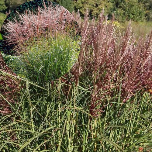 Miscanthus sinensis 'Nippon' - Hiina siidpööris 'Nippon' P9/0,55L